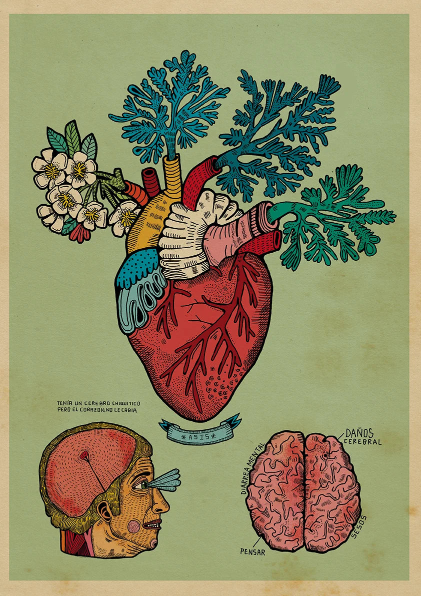 Anatomía de corazón florío