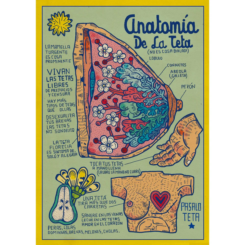 Anatomía de la teta